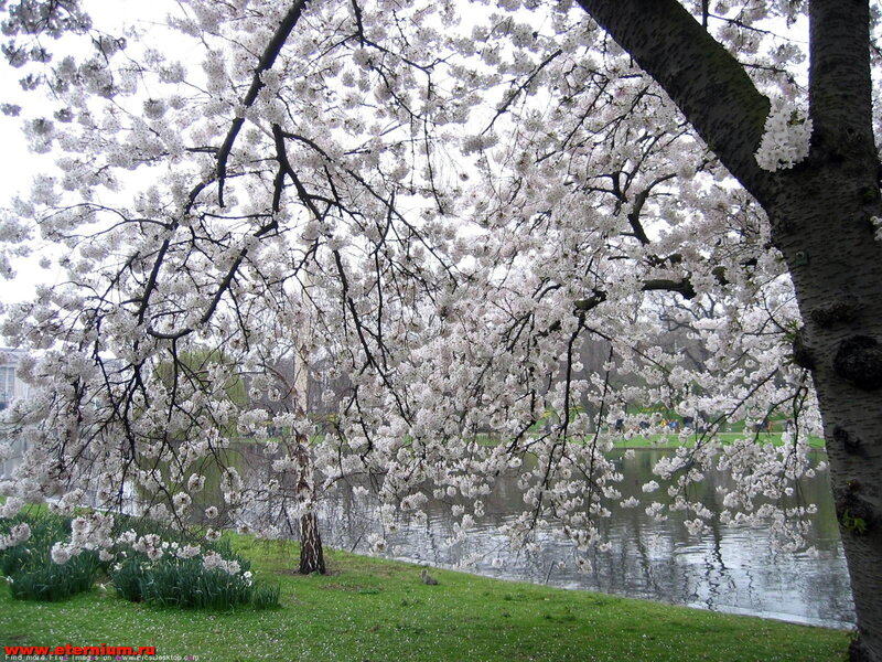 Cherry Blossom Tree — White, Serene, Spring, Photograph, River, Grass