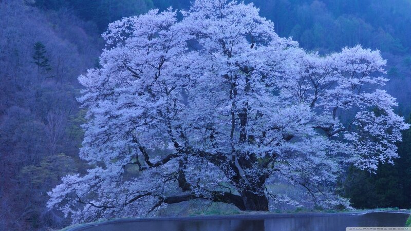 Cherry Blossom Tree — White, Serene, Spring, Photograph, River, Mountain