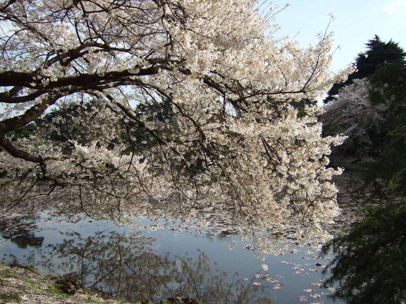 Cherry Blossom Tree — White, Serene, Spring, Photograph, River, Sky