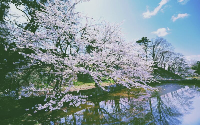Cherry Blossom Tree — White, Serene, Spring, Photograph, River, Sky, Trees