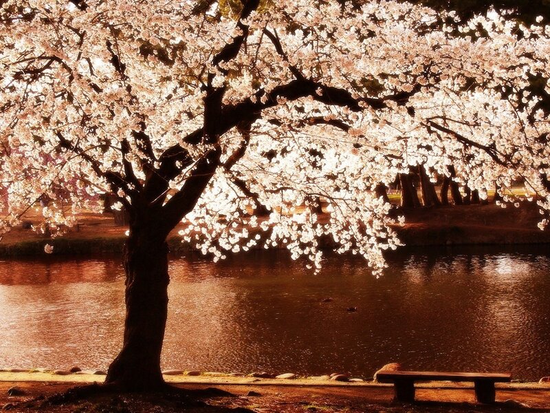 Cherry Blossom Tree — White, Serene, Spring, Photograph, River