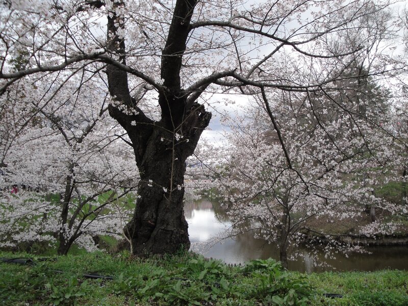 Cherry Blossom Tree — White, Serene, Spring, Photograph, River, Trees, Grass