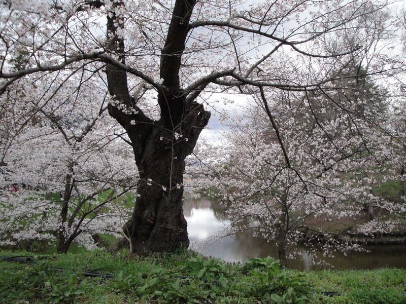 Cherry Blossom Tree — White, Serene, Spring, Photograph, River, Trees