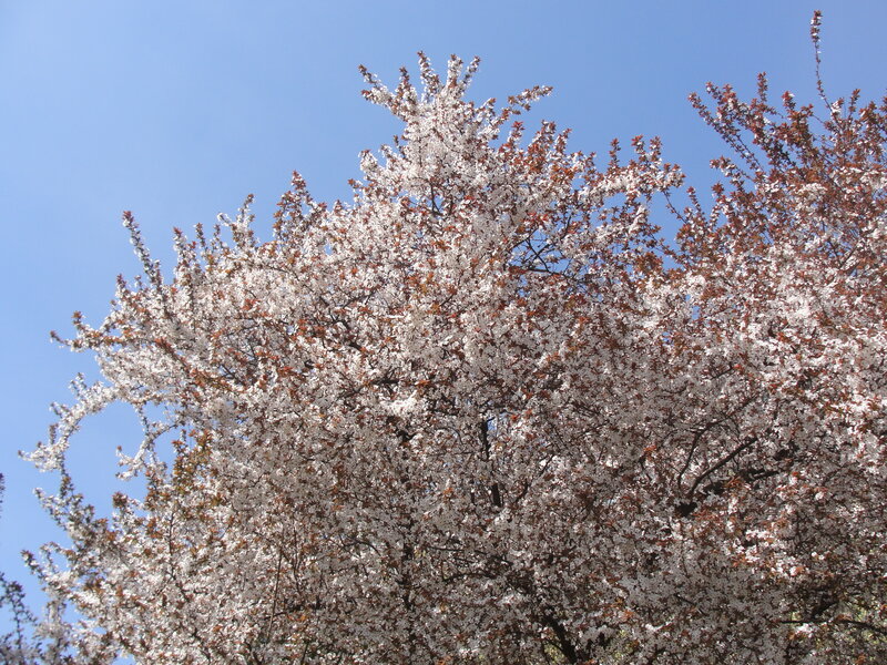 Cherry Blossom Tree — White, Serene, Spring, Photograph, Sky, Branches
