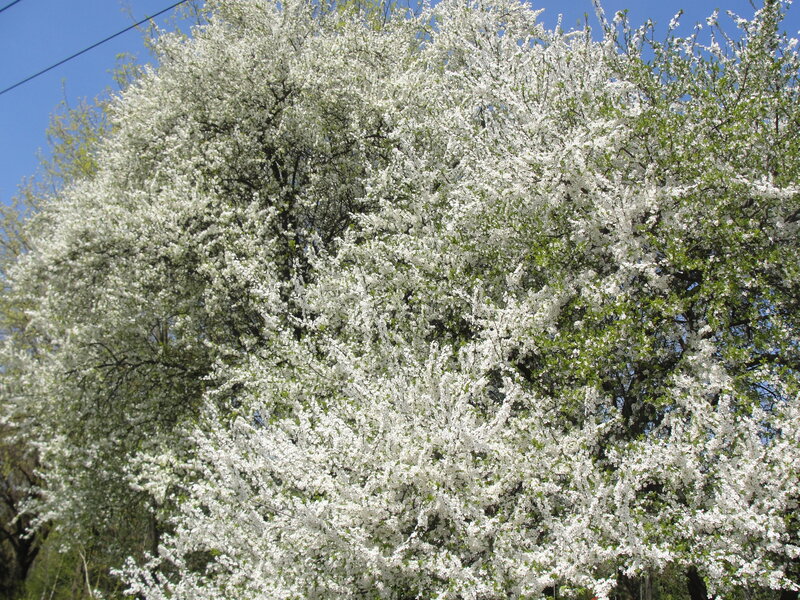 Cherry Blossom Tree — White, Serene, Spring, Photograph, Sky, Power Line