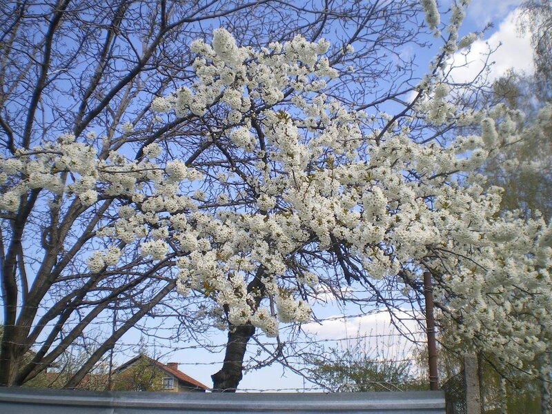 Cherry Blossom Tree — White, Serene, Spring, Photograph, Sky