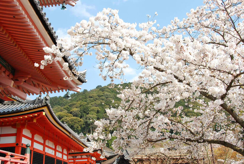 Cherry Blossom Tree — White, Serene, Spring, Photograph, Temple