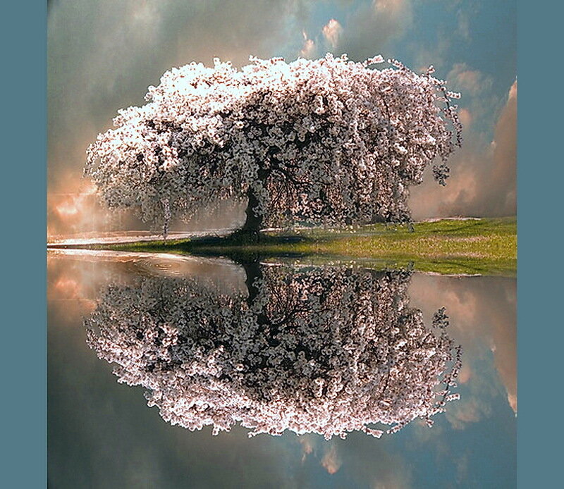 Cherry Blossom Tree — White, Serene, Spring, Photograph