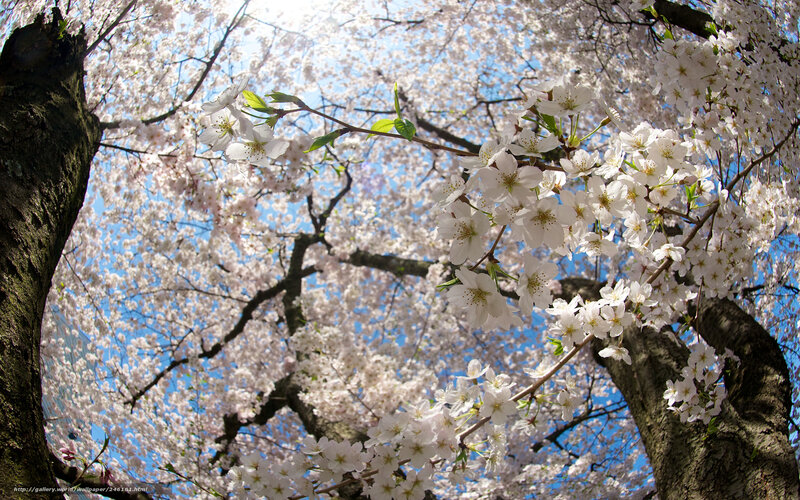 Cherry Blossom Tree — White, Serene, Spring, Photograph, Tree Trunk, Blue Sky