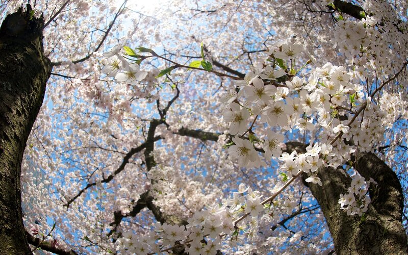 Cherry Blossom Tree — White, Serene, Spring, Photograph, Tree Trunk, Flowers