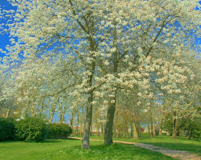 Cherry Blossom Tree — White, Serene, Spring, Photograph, Trees