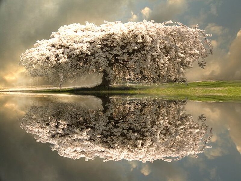 Cherry Blossom Tree — White, Serene, Spring, Photograph, Water