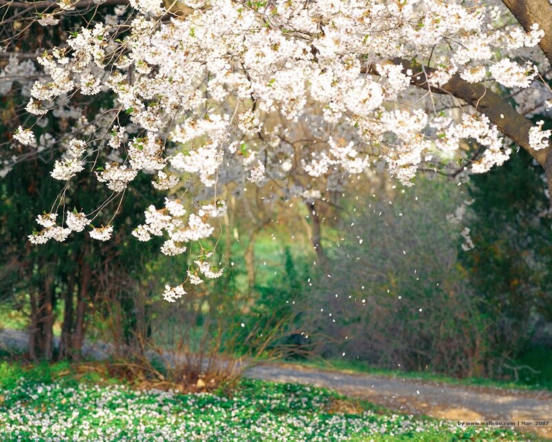 Cherry Blossom Tree — White, Serene, Spring