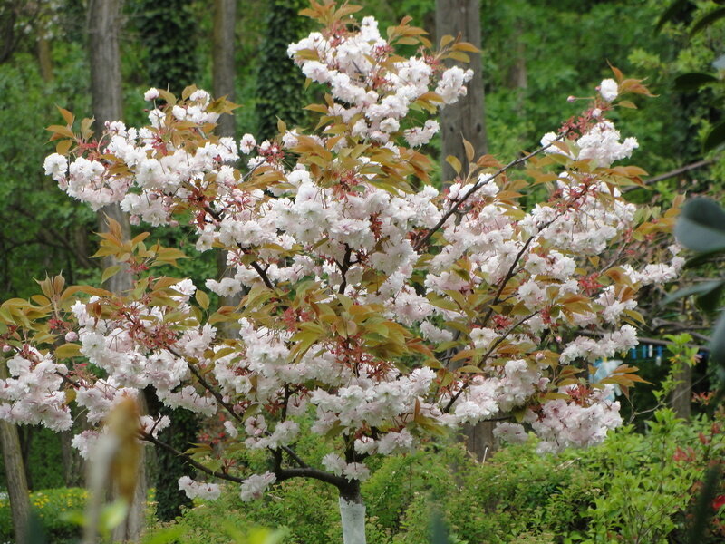 Cherry Blossom Tree — White, Serene