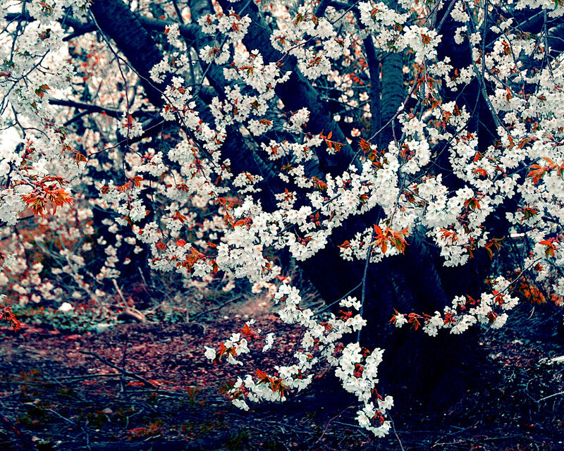 Cherry Blossom Tree — White, Spring