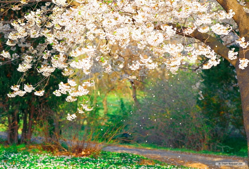 Cherry Blossom Tree — White