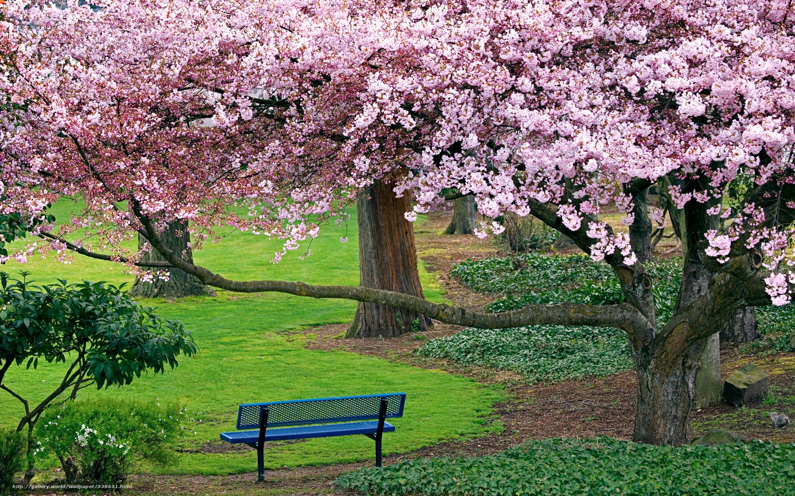Cherry blossom tree with bench