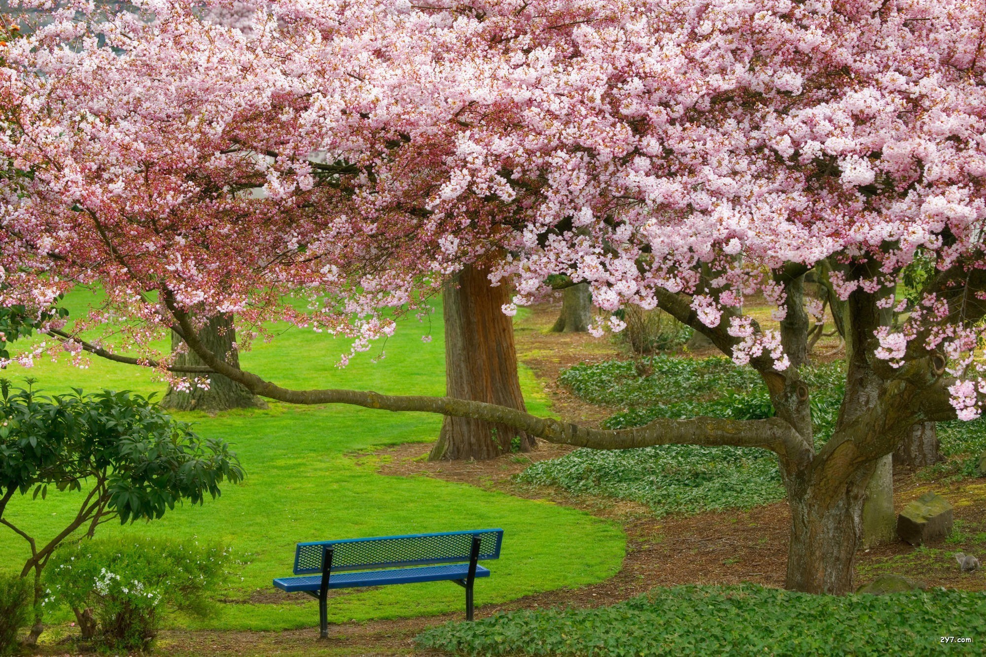 Cherry blossom tree with bench