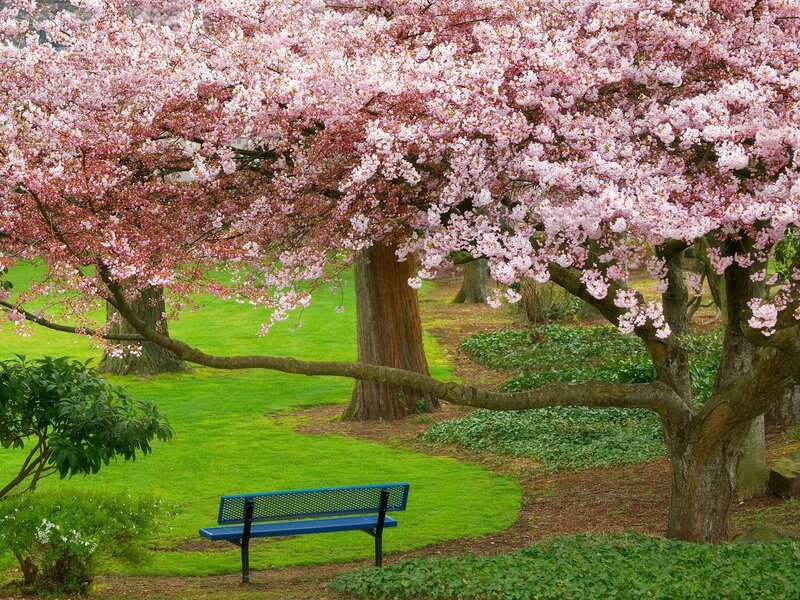 Cherry blossom tree with bench