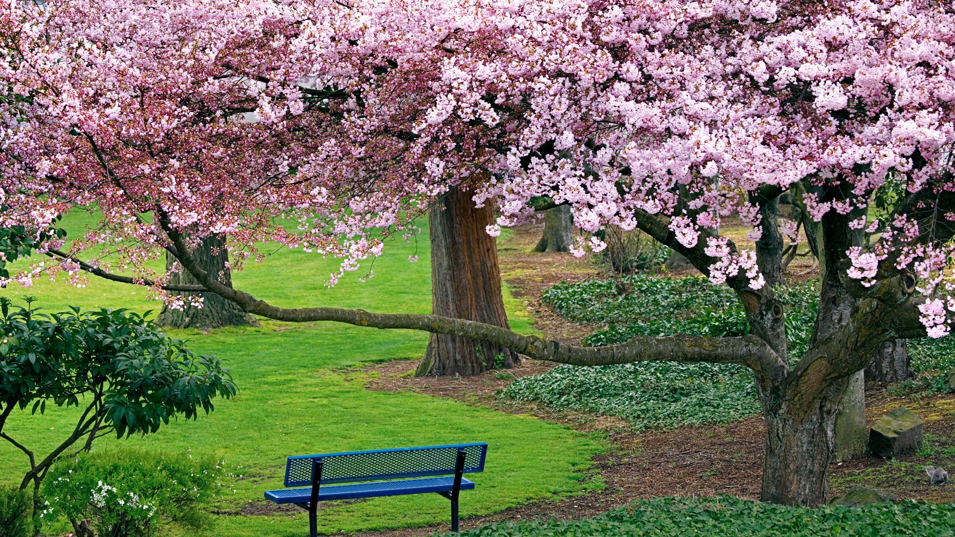 Cherry blossom tree with bench