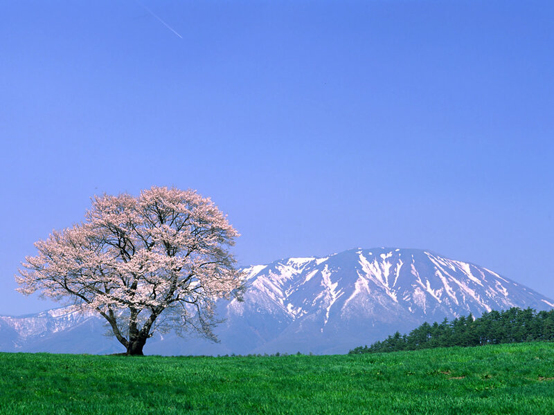 Cherry blossom tree with mountain