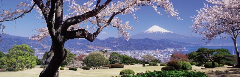 Cherry Blossom Tree with Mountain — Blue