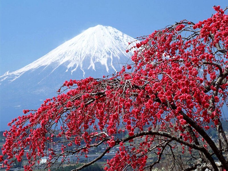 Cherry Blossom Tree with Mountain — Red