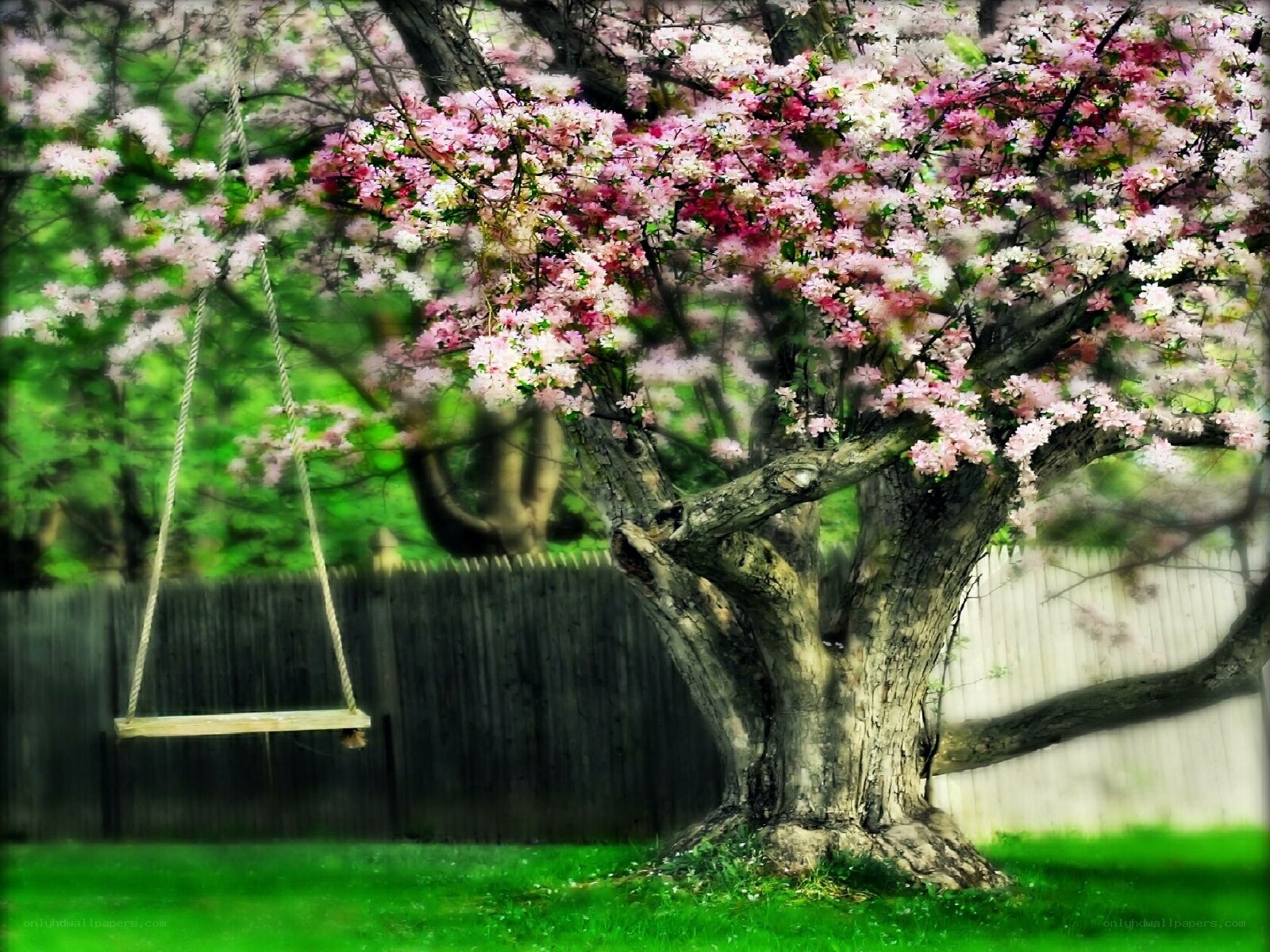 Cherry blossom tree with swing