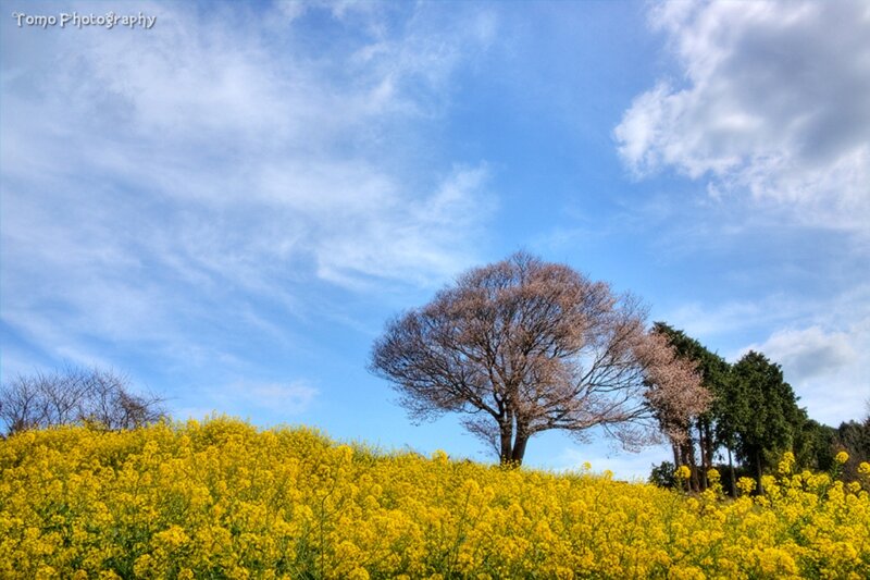 Cherry Blossom Tree — Yellow, Serene, Spring, Photograph, Canola Field