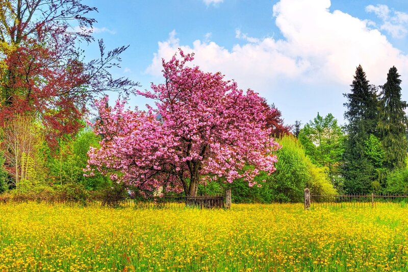 Cherry Blossom Tree — Yellow, Serene, Spring