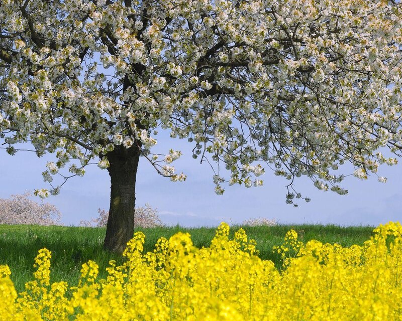 Cherry Blossom Tree — Yellow