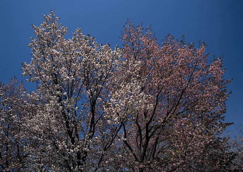 Cherry blossom trees against blue sky