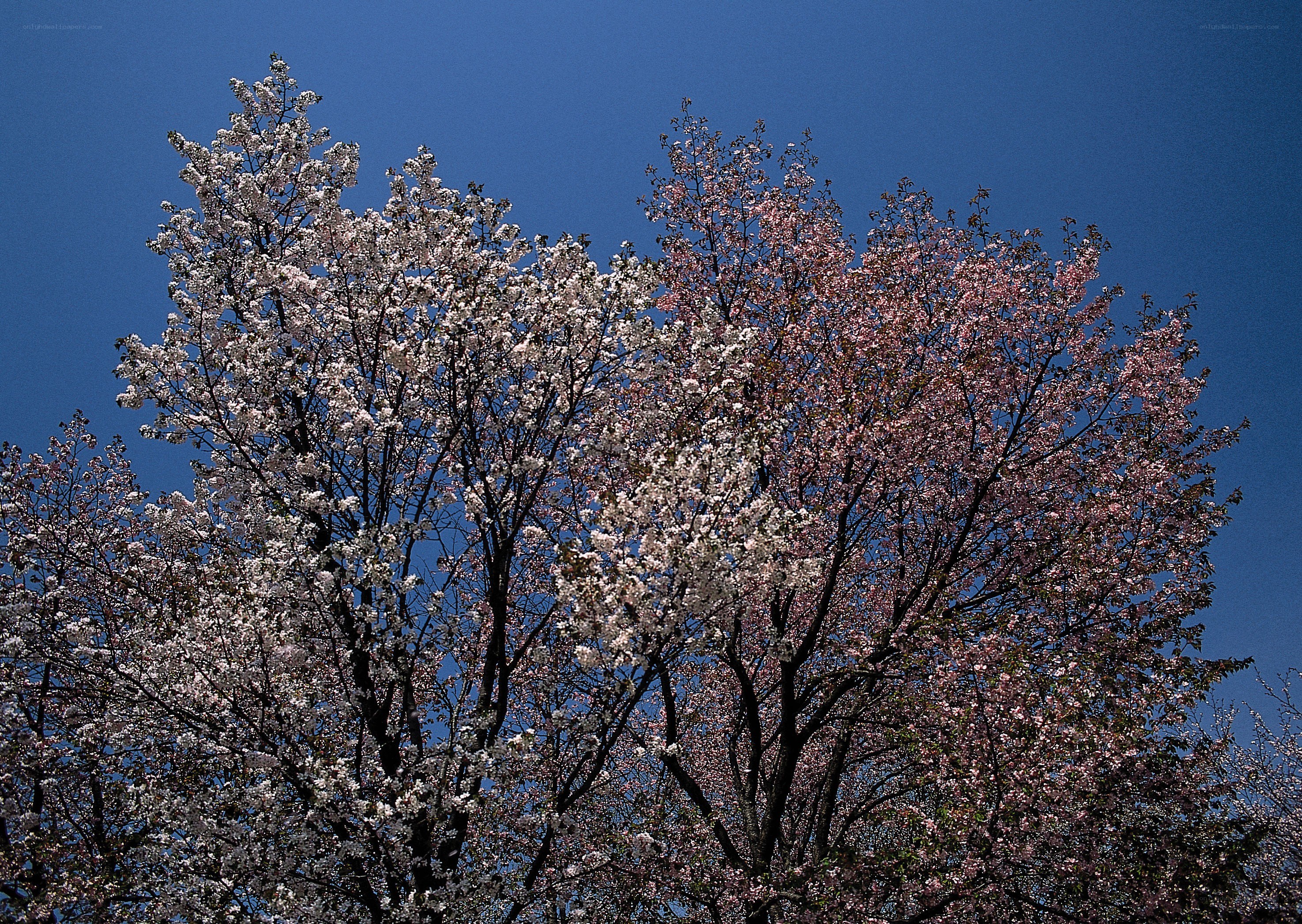 Cherry blossom trees against blue sky