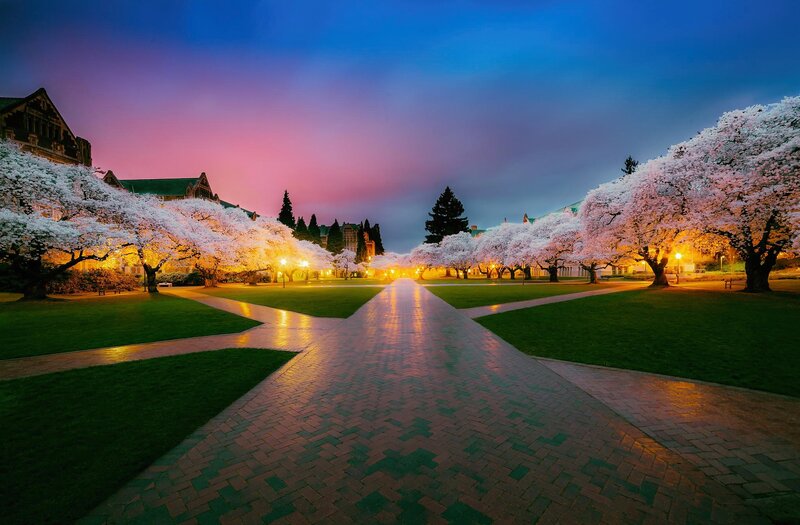 Cherry Blossom Trees at Dusk — Blue
