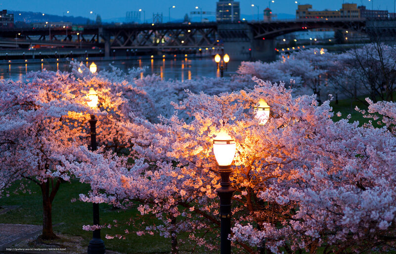 Cherry Blossom Trees at Dusk