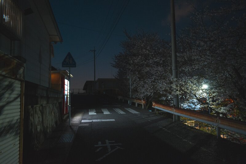 Cherry Blossom Trees at Night — Black, Quiet