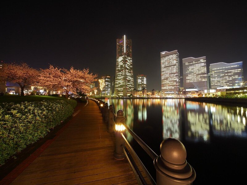 Cherry Blossom Trees at Night — Black