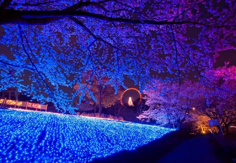 Cherry Blossom Trees at Night — Blue, Dramatic
