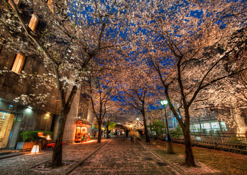 Cherry Blossom Trees at Night — Blue, Serene, Photograph