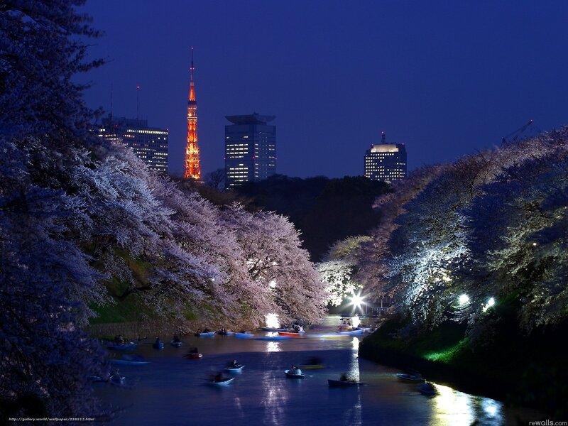 Cherry Blossom Trees at Night — Blue, Serene, Photograph, Tokyo Tower