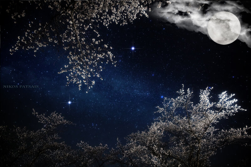 Cherry Blossom Trees at Night — Blue
