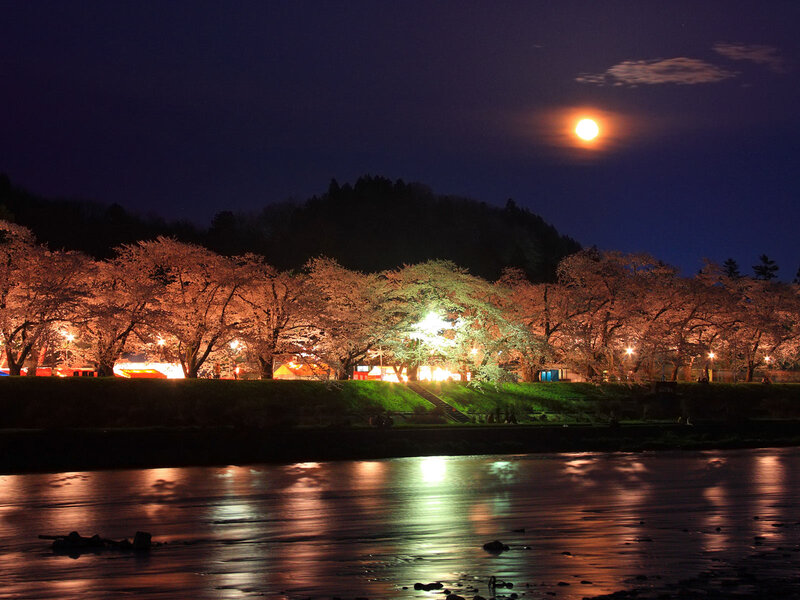 Cherry Blossom Trees at Night — Dark Blue