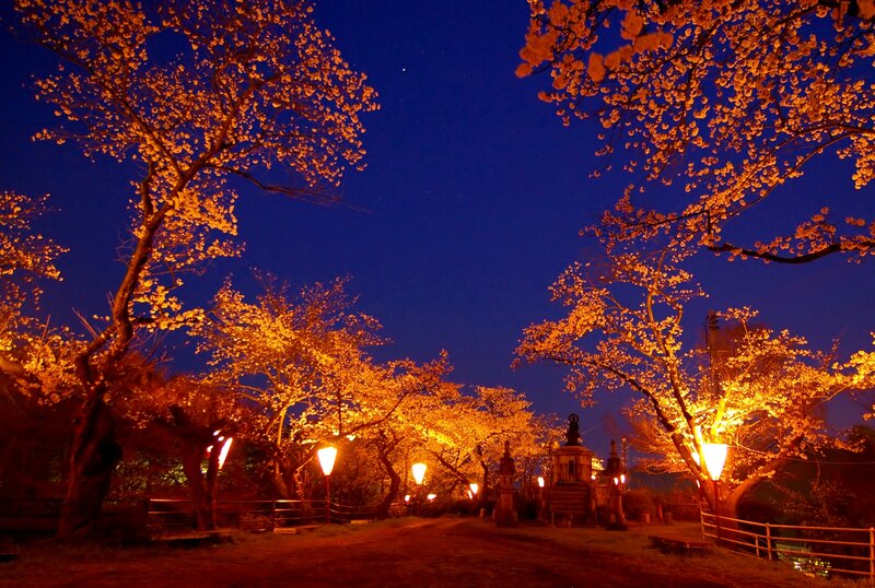 Cherry Blossom Trees at Night — Orange