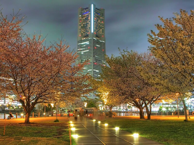 Cherry Blossom Trees at Night — Pink, Serene, Photograph