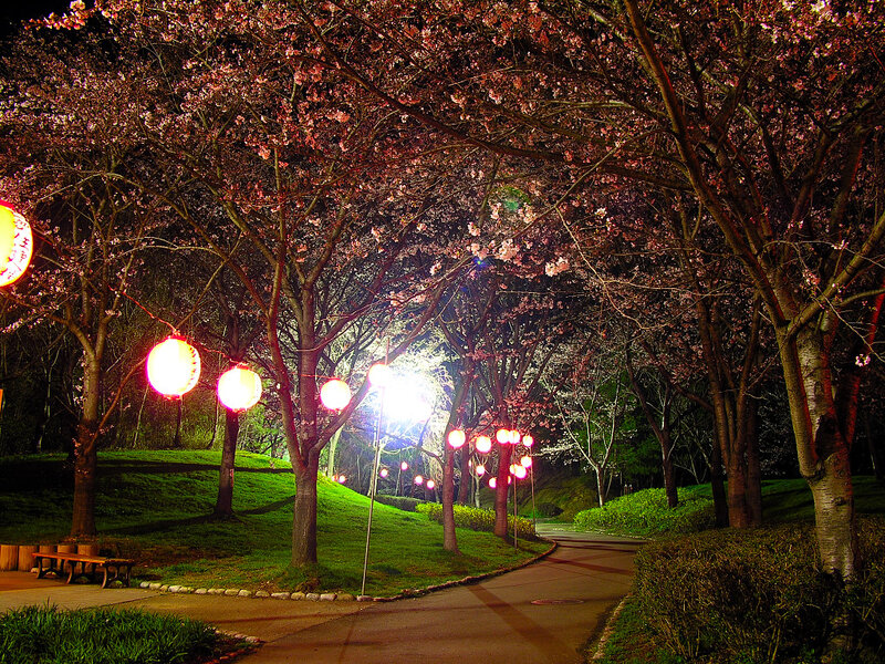 Cherry Blossom Trees at Night — Pink, Serene