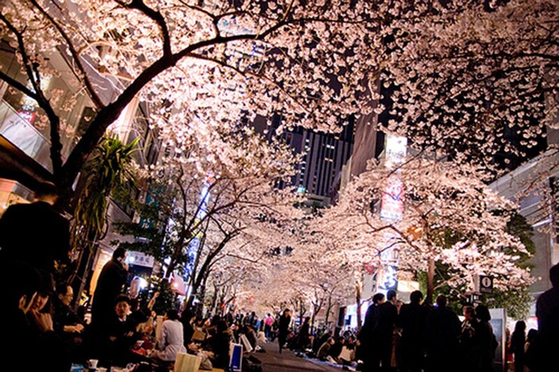 Cherry Blossom Trees at Night — Pink