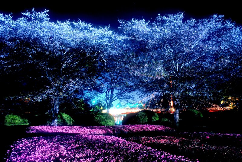 Cherry Blossom Trees at Night — Purple, Serene, Photograph, Flowers