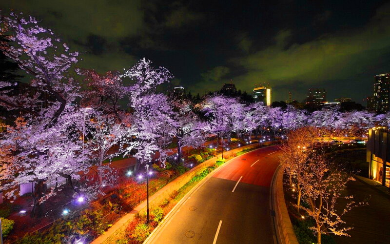 Cherry Blossom Trees at Night — Purple, Serene, Photograph, Road