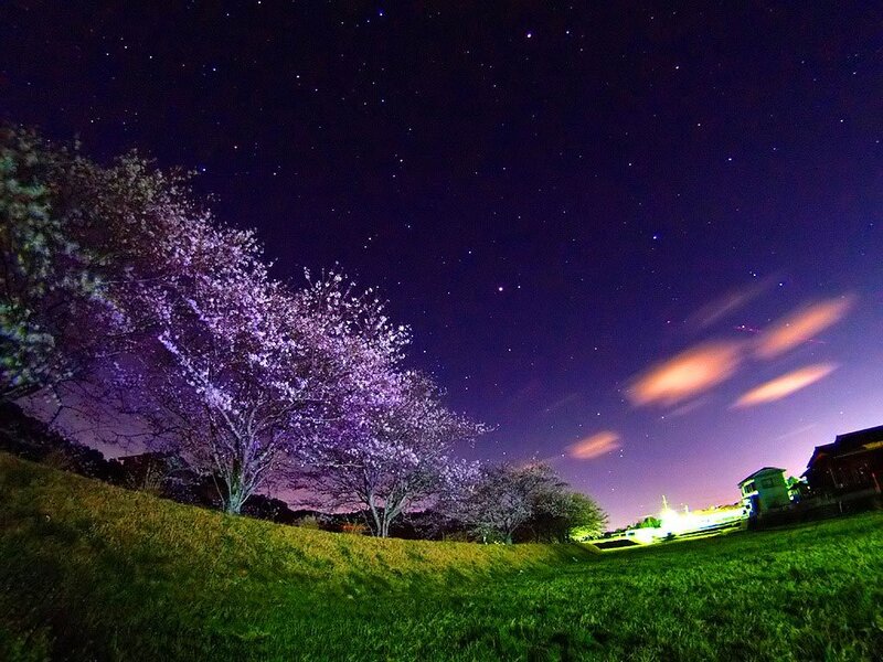 Cherry Blossom Trees at Night — Purple, Serene