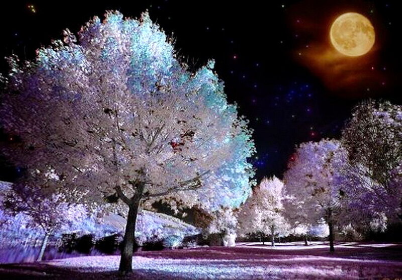 Cherry Blossom Trees at Night — Purple